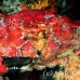 crab_reef_nr_h_0705_png0991.jpg